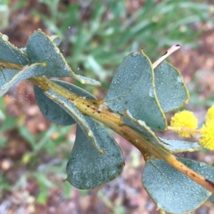 Acacia cultriformis at Bruce, ACT - 23 Sep 2021