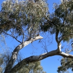 Callocephalon fimbriatum (Gang-gang Cockatoo) at Hackett, ACT - 23 Sep 2021 by KathyandJohn