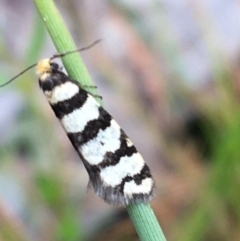 Lepidoscia (genus) ADULT (A Case moth) at Black Mountain - 22 Sep 2021 by Ned_Johnston