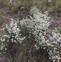 Olearia microphylla (Olearia) at Black Mountain - 22 Sep 2021 by Ned_Johnston