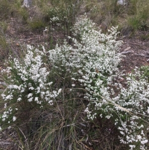 Olearia microphylla at Downer, ACT - 23 Sep 2021
