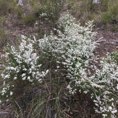 Olearia microphylla (Olearia) at Downer, ACT - 23 Sep 2021 by NedJohnston