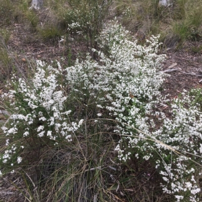 Olearia microphylla (Olearia) at Black Mountain - 22 Sep 2021 by Ned_Johnston