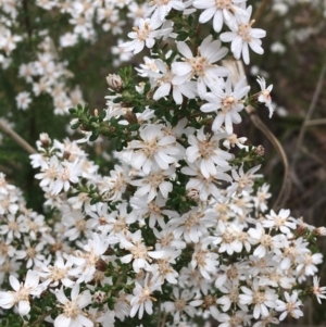 Olearia microphylla at Downer, ACT - 23 Sep 2021