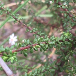 Olearia microphylla at Downer, ACT - 23 Sep 2021