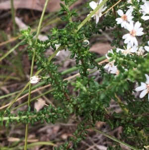 Olearia microphylla at Downer, ACT - 23 Sep 2021