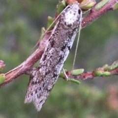 Philobota stella (A concealer moth) at Downer, ACT - 22 Sep 2021 by Ned_Johnston