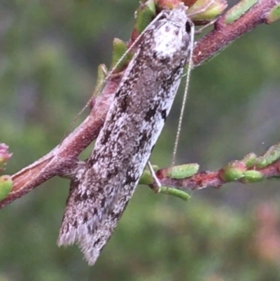 Philobota stella (A concealer moth) at Black Mountain - 22 Sep 2021 by Ned_Johnston