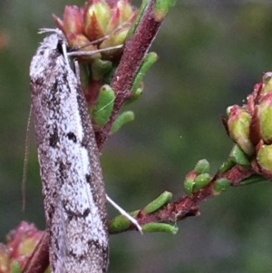 Philobota stella at Downer, ACT - 23 Sep 2021