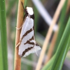 Ocystola paulinella (A Concealer Moth) at Black Mountain - 22 Sep 2021 by Ned_Johnston