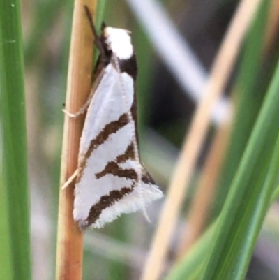 Ocystola paulinella (A Concealer Moth) at Downer, ACT - 23 Sep 2021 by NedJohnston