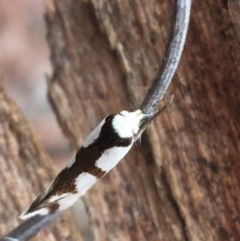 Ocystola paulinella at Downer, ACT - 23 Sep 2021 09:30 AM