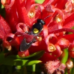 Hylaeus (Hylaeorhiza) nubilosus at Braemar, NSW - 25 Sep 2021 by Curiosity