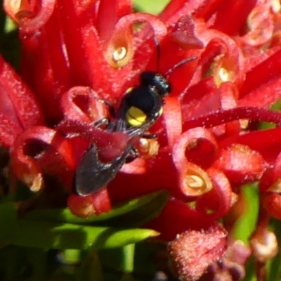 Hylaeus (Hylaeorhiza) nubilosus at Braemar - 25 Sep 2021 by Curiosity