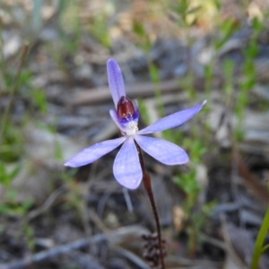 Cyanicula caerulea at Kambah, ACT - suppressed