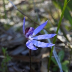 Cyanicula caerulea at Kambah, ACT - suppressed