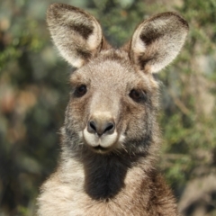 Macropus giganteus (Eastern Grey Kangaroo) at Mount Taylor - 23 Sep 2021 by MatthewFrawley