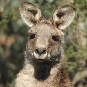 Macropus giganteus at Kambah, ACT - 23 Sep 2021