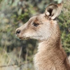 Macropus giganteus at Kambah, ACT - 23 Sep 2021 04:35 PM