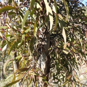 Muellerina eucalyptoides at Kambah, ACT - 23 Sep 2021 04:45 PM