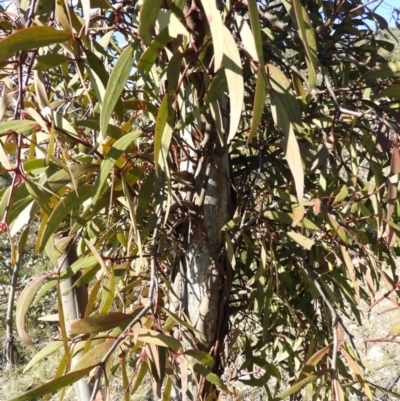 Muellerina eucalyptoides (Creeping Mistletoe) at Kambah, ACT - 23 Sep 2021 by MatthewFrawley