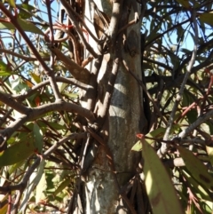 Muellerina eucalyptoides at Kambah, ACT - 23 Sep 2021 04:45 PM