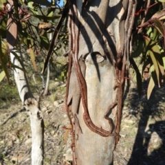 Muellerina eucalyptoides at Kambah, ACT - 23 Sep 2021
