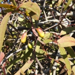 Muellerina eucalyptoides at Kambah, ACT - 23 Sep 2021
