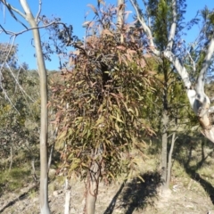 Muellerina eucalyptoides at Kambah, ACT - 23 Sep 2021 04:45 PM