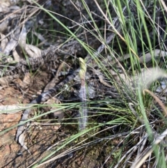 Caladenia actensis (Canberra Spider Orchid) at Mount Majura - 25 Sep 2021 by MattM