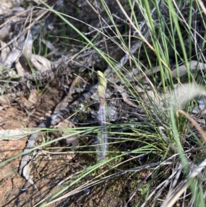 Caladenia actensis at Hackett, ACT - 26 Sep 2021
