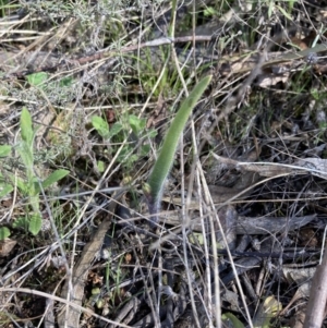 Caladenia actensis at suppressed - suppressed