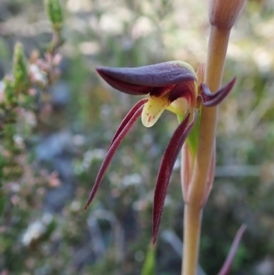 Lyperanthus suaveolens (Brown Beaks) at Aranda Bushland - 25 Sep 2021 by CathB