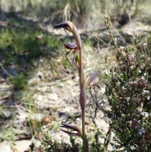 Lyperanthus suaveolens at Aranda, ACT - suppressed