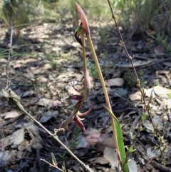 Lyperanthus suaveolens at Aranda, ACT - suppressed