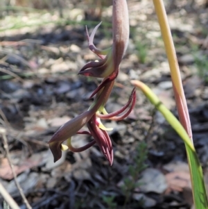 Lyperanthus suaveolens at Aranda, ACT - suppressed