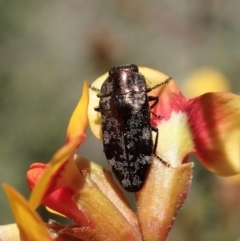 Diphucrania acuducta (Acuducta jewel beetle) at Aranda Bushland - 25 Sep 2021 by CathB