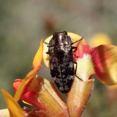 Diphucrania acuducta (Acuducta jewel beetle) at Aranda Bushland - 25 Sep 2021 by CathB