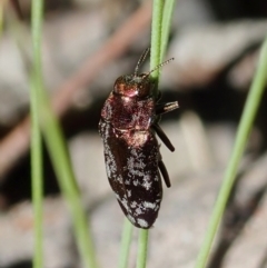 Diphucrania acuducta at Holt, ACT - 25 Sep 2021 11:34 AM