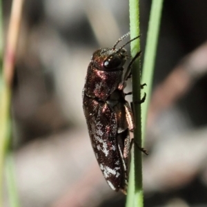 Diphucrania acuducta at Holt, ACT - 25 Sep 2021 11:34 AM