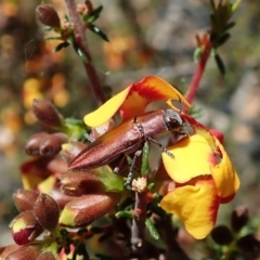 Melobasis propinqua (Propinqua jewel beetle) at Aranda Bushland - 25 Sep 2021 by CathB
