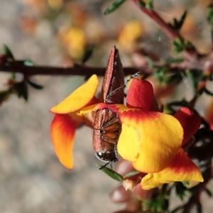 Melobasis propinqua at Molonglo Valley, ACT - 25 Sep 2021