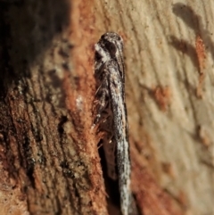 Ardozyga undescribed species nr amblopis (A Gelechioid moth) at Aranda Bushland - 23 Sep 2021 by CathB