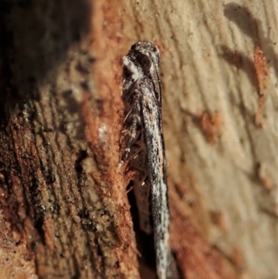 Ardozyga undescribed species nr amblopis (A Gelechioid moth) at Aranda Bushland - 23 Sep 2021 by CathB