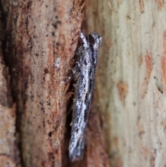 Ardozyga undescribed species nr amblopis at Cook, ACT - 23 Sep 2021 04:50 PM