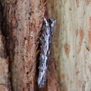 Ardozyga undescribed species nr amblopis at Cook, ACT - 23 Sep 2021 04:50 PM