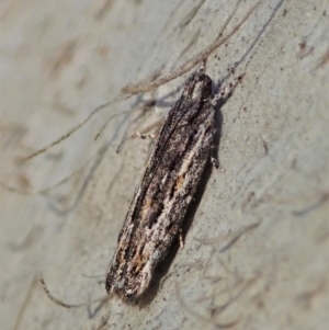 Ardozyga undescribed species nr amblopis at Cook, ACT - 23 Sep 2021 04:50 PM