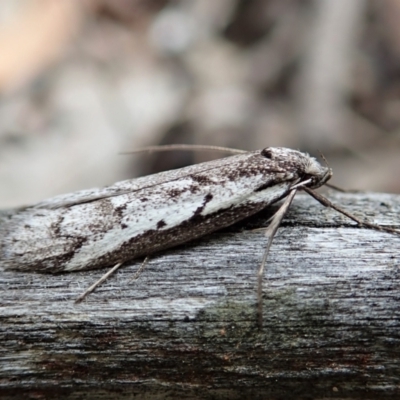 Philobota stella (A concealer moth) at Aranda Bushland - 20 Sep 2021 by CathB