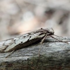 Philobota stella at Cook, ACT - 20 Sep 2021 12:13 PM