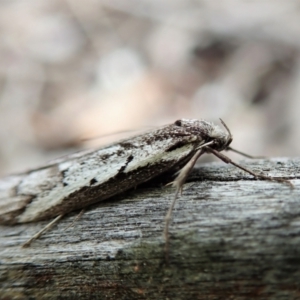 Philobota stella at Cook, ACT - 20 Sep 2021 12:13 PM